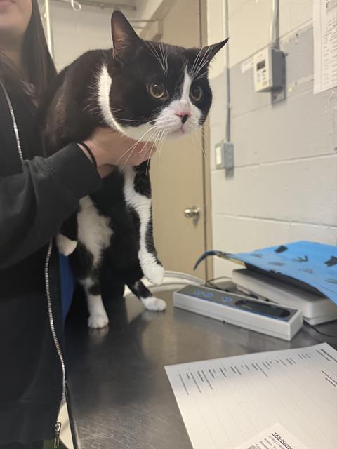 LEO, an adoptable Domestic Short Hair in Toronto, ON