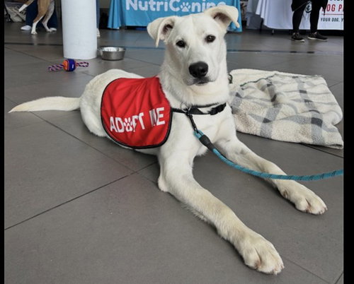 GEORGE, an adoptable Labrador Retriever in Toronto, ON