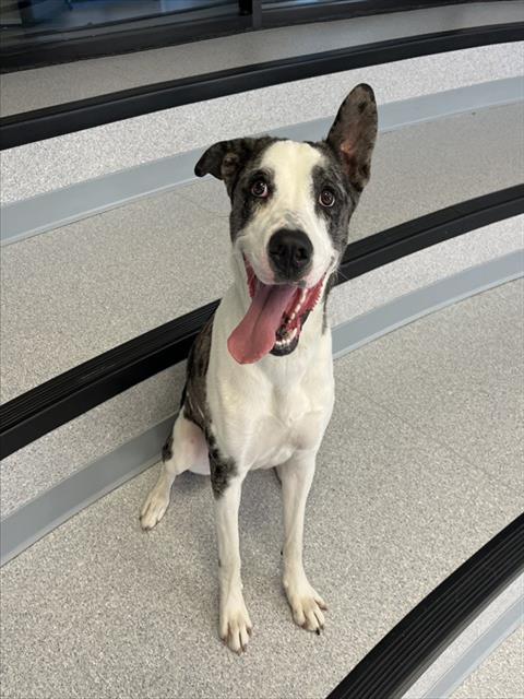 JAX, an adoptable Catahoula Leopard Dog in Toronto, ON