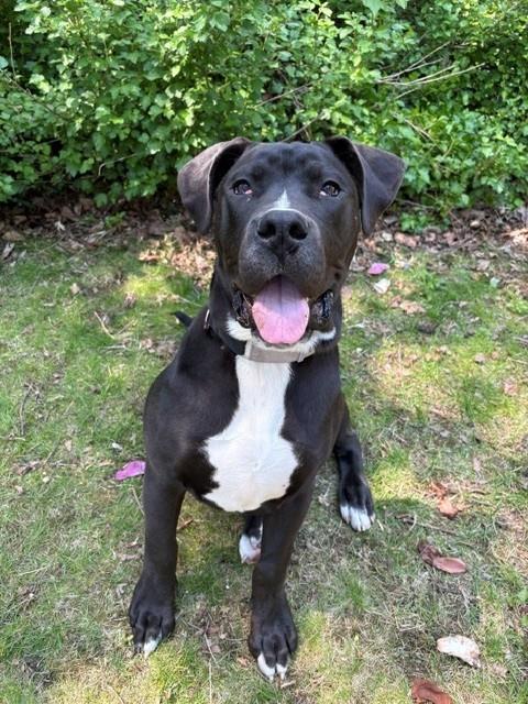 BLAZE, an adoptable American Bulldog in Toronto, ON