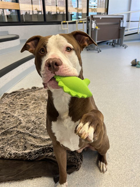 SONIC, an adoptable American Bulldog in Toronto, ON