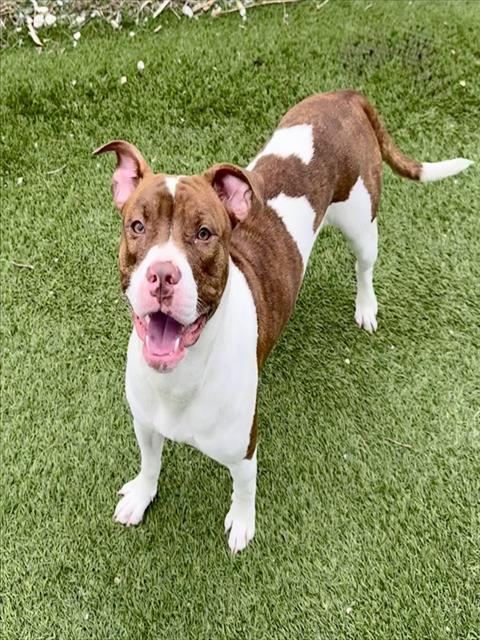 MONROE, an adoptable American Bulldog in Toronto, ON