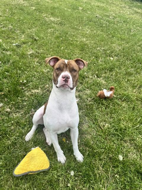 MONROE, an adoptable American Bulldog in Toronto, ON