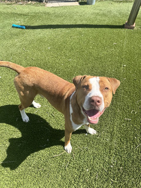 HANK, an adoptable American Bulldog in Toronto, ON