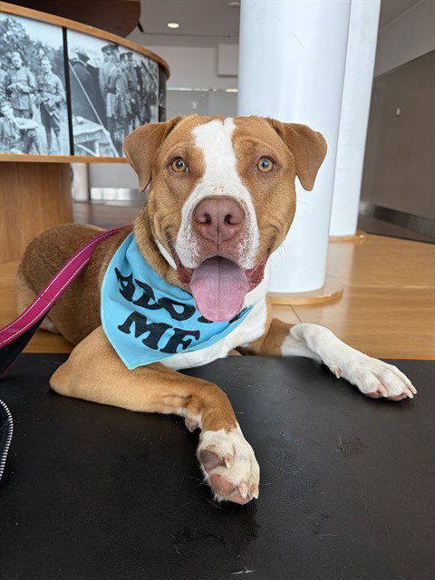 HANK, an adoptable American Bulldog in Toronto, ON