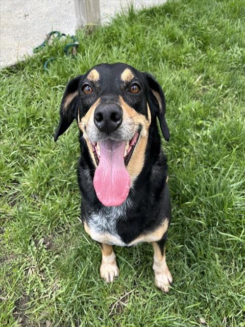 BUCK, an adoptable Hound in Toronto, ON