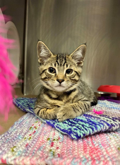 WILL, an adoptable Domestic Short Hair in Toronto, ON