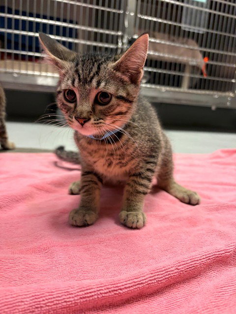SMITH, an adoptable Domestic Short Hair in Toronto, ON