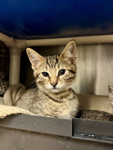 HUDSYN, an adoptable Domestic Short Hair in Toronto, ON