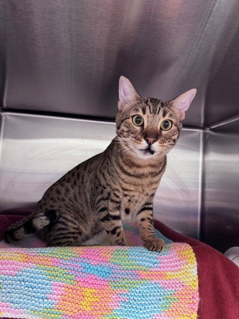 HERMES, an adoptable Bengal in Toronto, ON