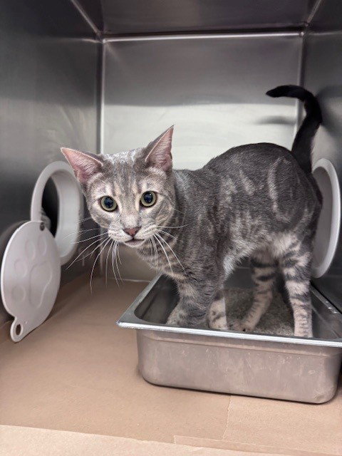 ARTEMIS, an adoptable Domestic Short Hair in Toronto, ON