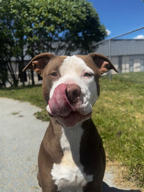 SONIC, an adoptable American Bulldog in Toronto, ON