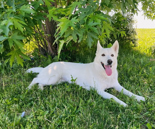 MILLIE, an adoptable Siberian Husky in Toronto, ON