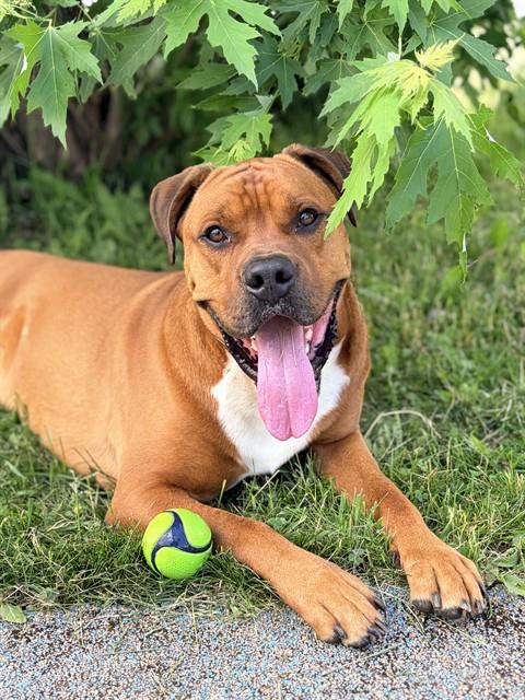 RYE, an adoptable Boxer in Toronto, ON