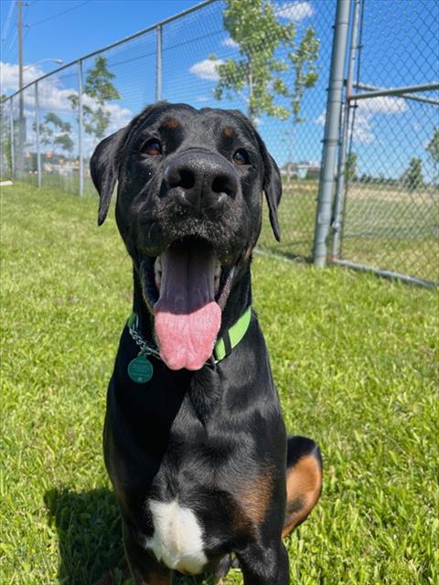 CONAN, an adoptable Doberman Pinscher in Toronto, ON
