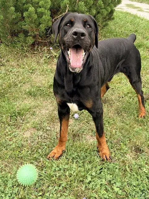 Conan - Doberman Pinscher