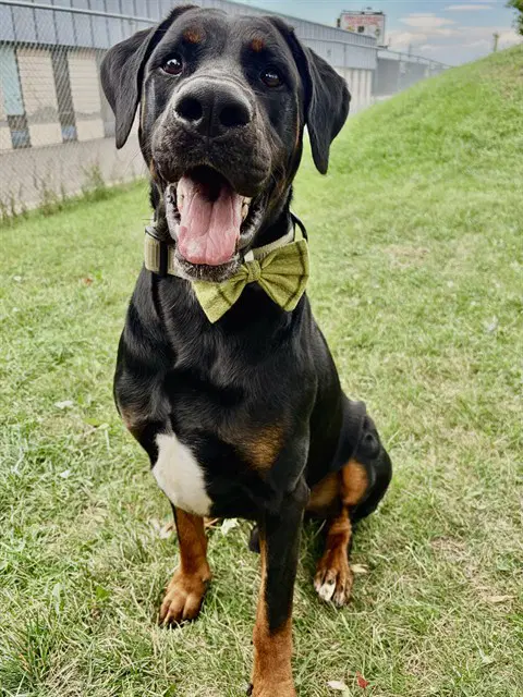 Conan - Doberman Pinscher