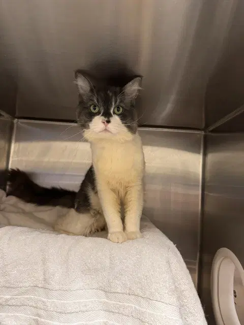 Jack Black - Domestic Short Hair