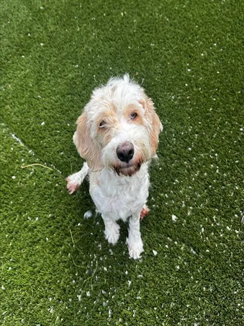 Charlee - Cocker Spaniel