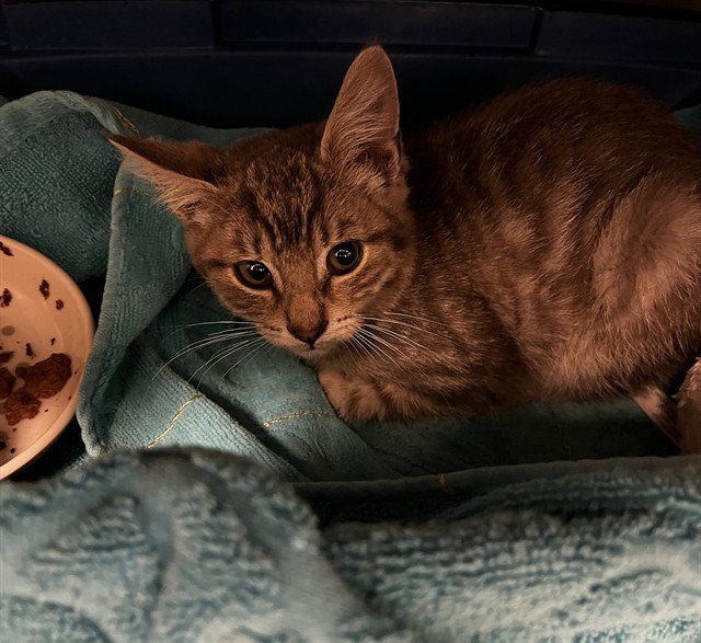 GUNTHER — adoptable pets Canada