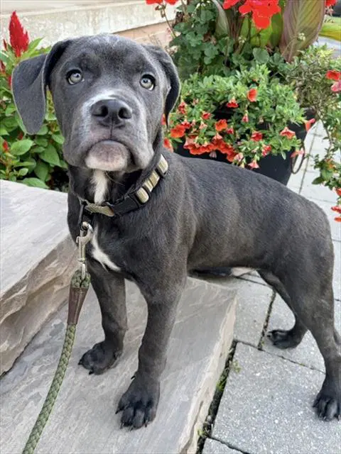 Dusty - Cane Corso Mastiff
