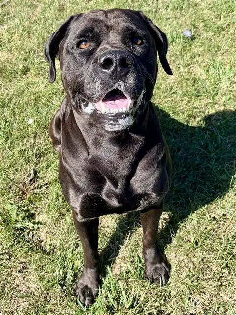 Panther - Bulldog