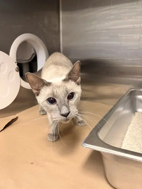 Sia - Siamese