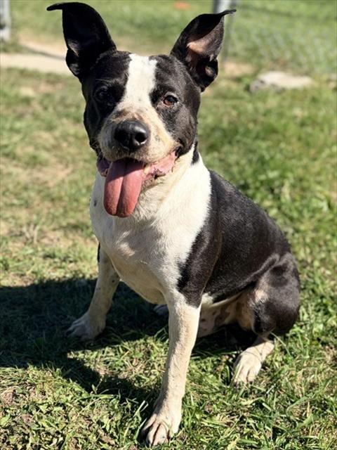 BLANCO, a dog for adoption from City of Toronto Animal Services North Region