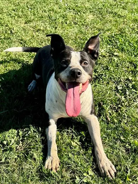 Blanco - American Bulldog