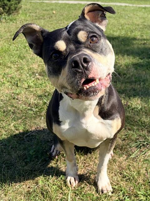 Deja, American Bulldog