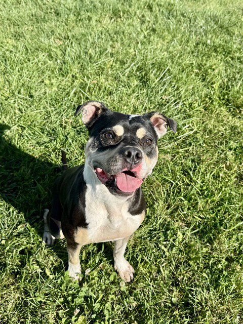 DEJA, a dog for adoption from City of Toronto Animal Services North Region
