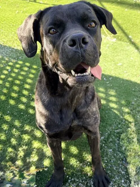 Tori - Cane Corso Mastiff