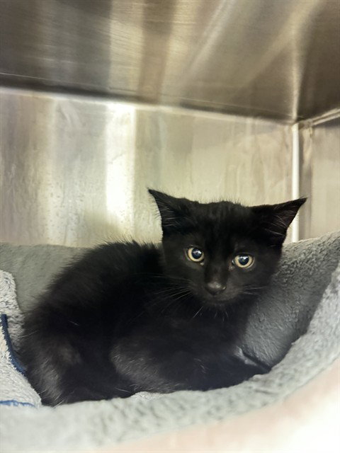 Salem, Domestic Short Hair