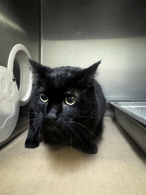 IVY, a cat for adoption from City of Toronto Animal Services North Region