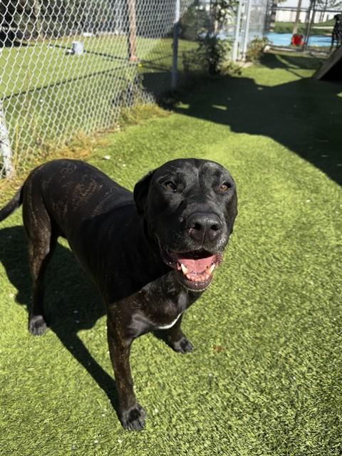 LOLA, a dog for adoption from City of Toronto Animal Services North Region