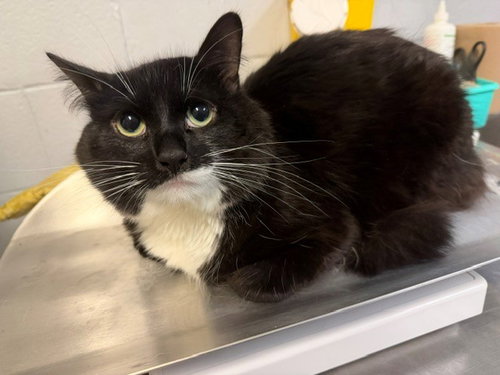 EDDY, a cat for adoption from City of Toronto Animal Services North Region