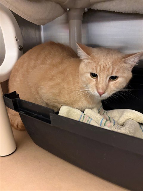 POOCH, a cat for adoption from City of Toronto Animal Services North Region