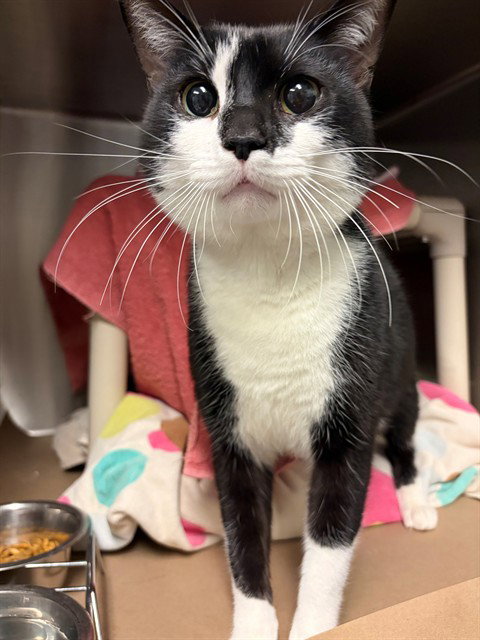BLACKY, a cat for adoption from City of Toronto Animal Services North Region