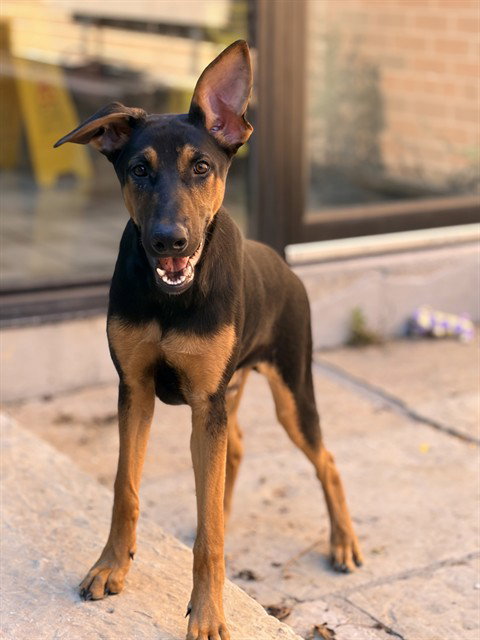 FRED, a dog for adoption from City of Toronto Animal Services North Region