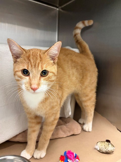 JUNIOR, a cat for adoption from City of Toronto Animal Services North Region