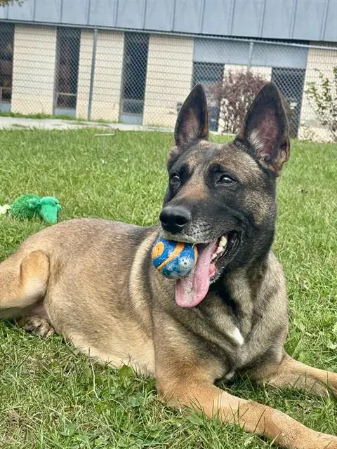 Lyla - Belgian Malinois
