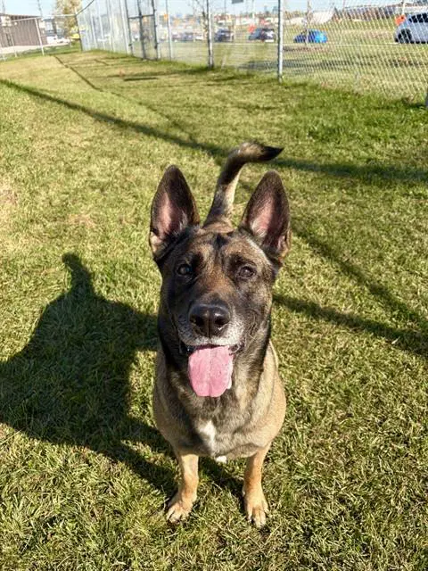 Lyla - Belgian Shepherd Malinois