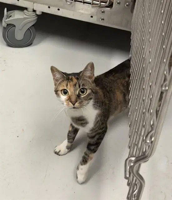 Frito - Domestic Short Hair