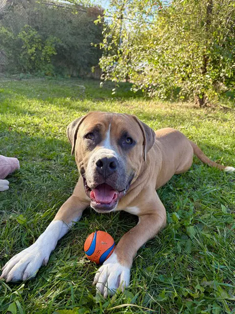 Dale - Mastiff