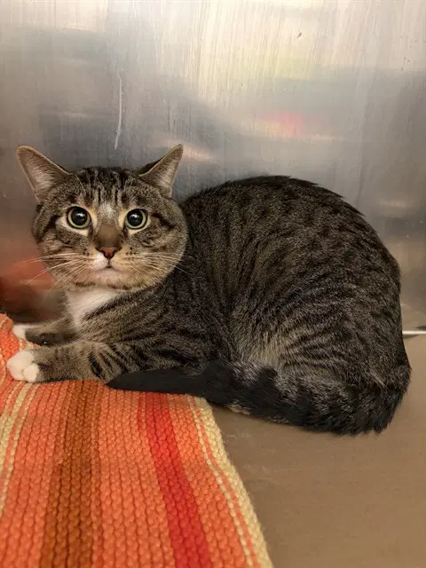 Mr Bean - Domestic Short Hair