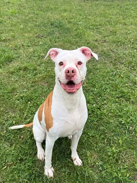 Dolly - American Bulldog