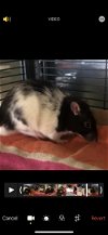 adoptable Rat in  named PINKY