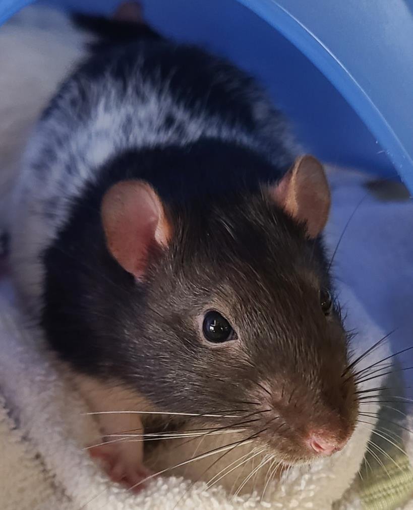 adoptable Rat in Scarborough, ON named PINKY