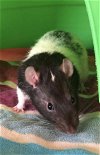 adoptable Rat in  named BRAIN