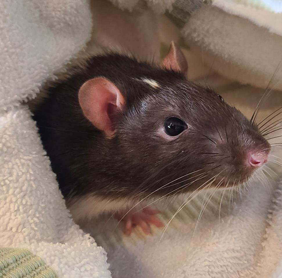 adoptable Rat in Scarborough, ON named BRAIN